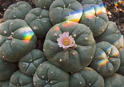 Mescaline - The Conscious Buyer