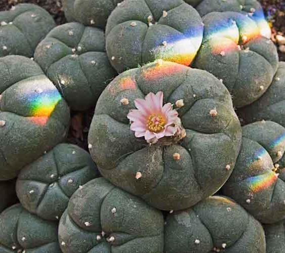 Mescaline - The Conscious Buyer